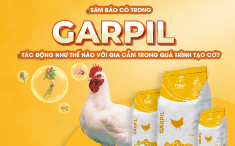 SÂM BÁO CÓ TRONG GARPIL TÁC ĐỘNG NHƯ THẾ NÀO VỚI GIA CẦM TRONG QUÁ TRÌNH TẠO CƠ?